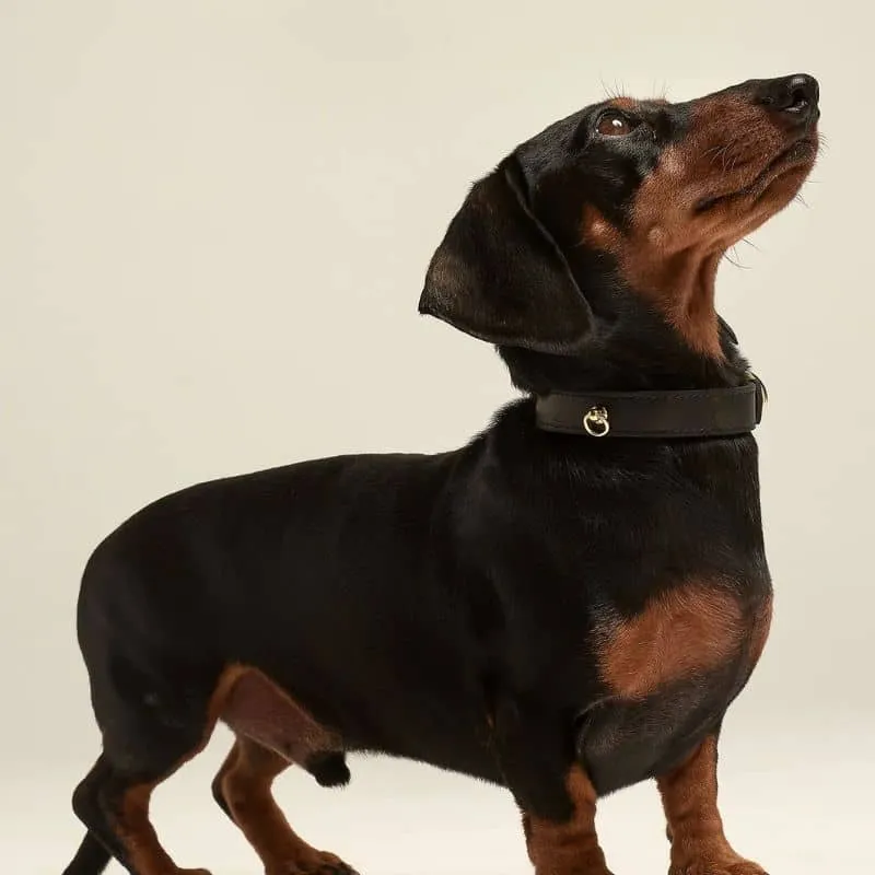 COLLIER EN CUIR POUR CHIEN - NOIR "NARA"