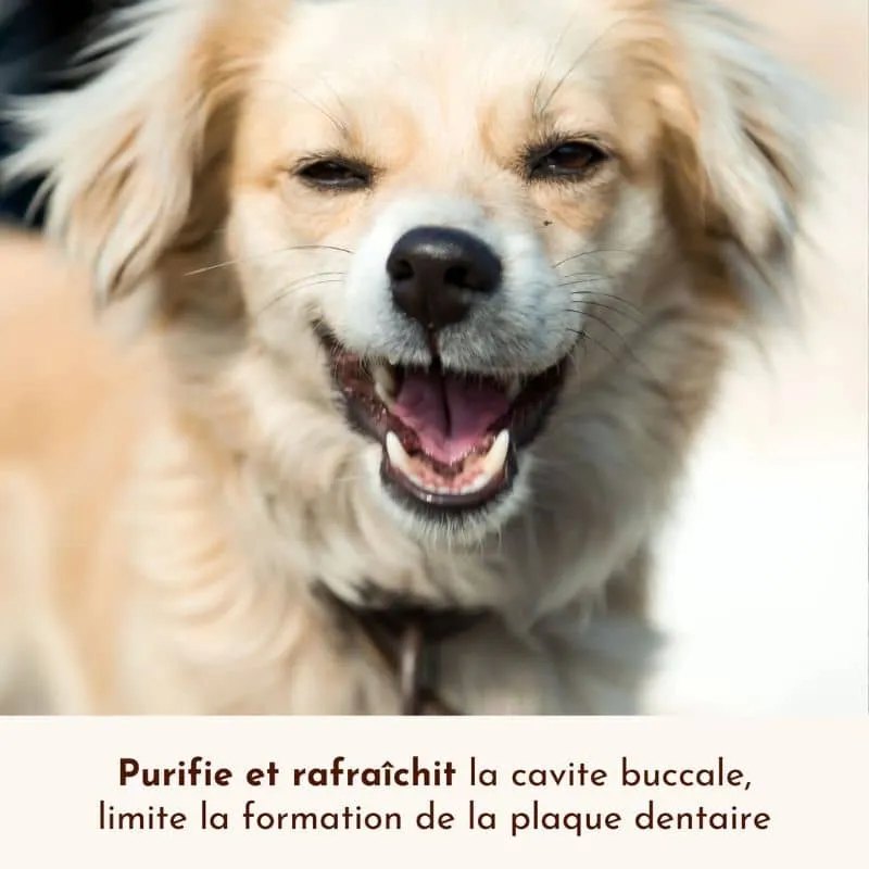 SPRAY DENTAIRE HALEINE FRAÎCHE SOUFFLE POLAIRE - POUR CHIEN