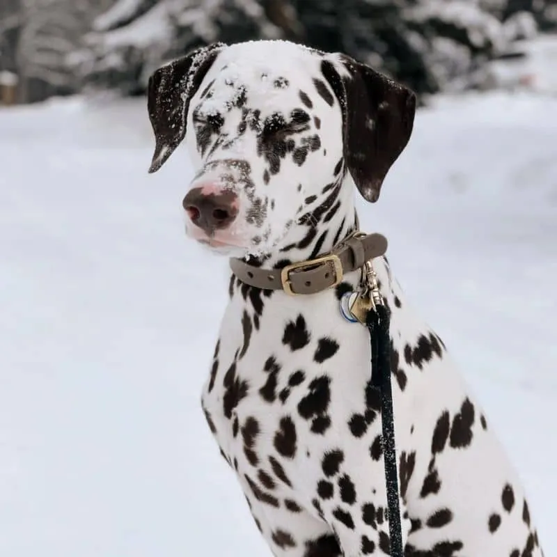 LAISSE EN CORDE POUR CHIEN - NOIR