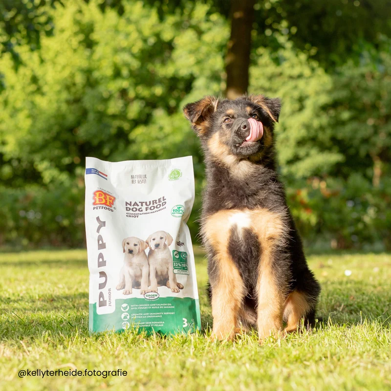 Box pour chiot de moyenne et grande taille