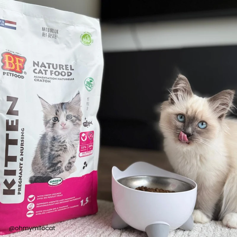Box pour chaton