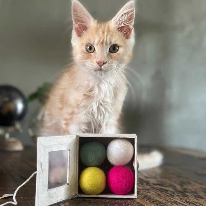 Box pour chaton