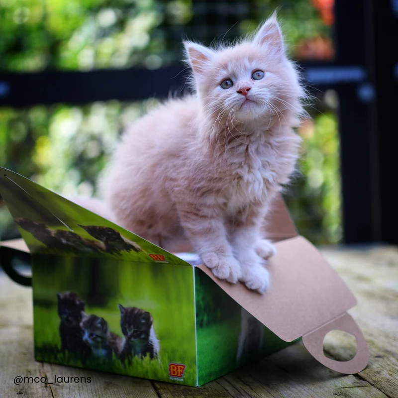 Box pour chaton