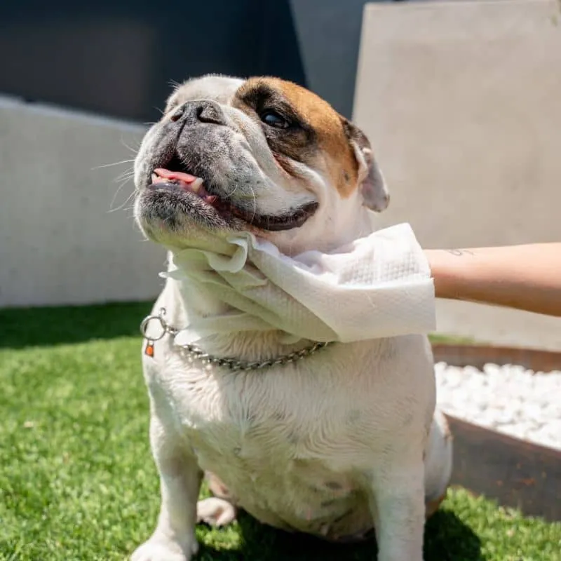 GANT SHAMPOING TOUT-EN-UN USAGE UNIQUE - POUR CHIEN