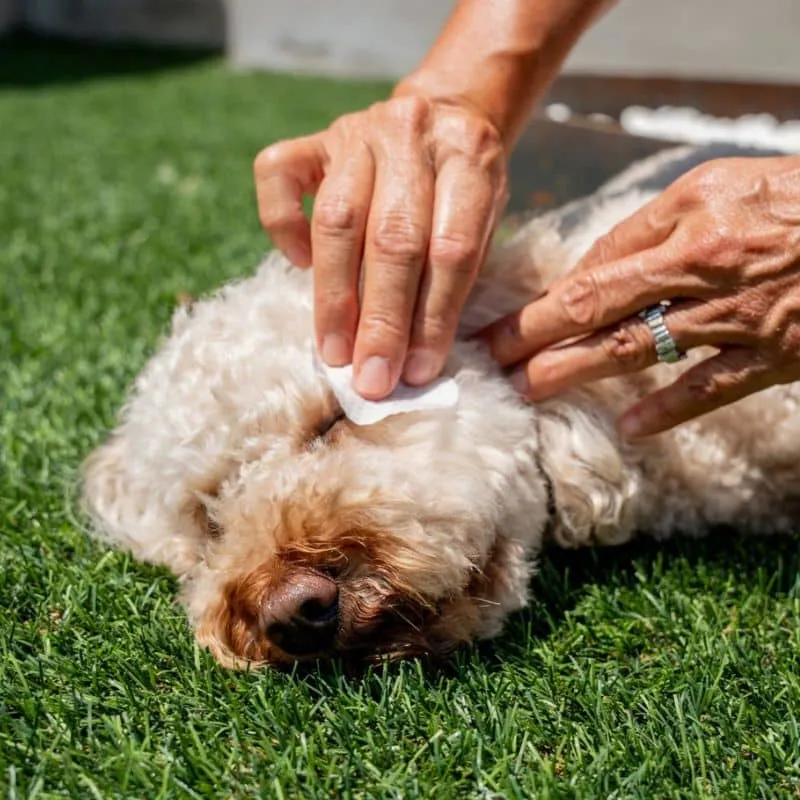 LINGETTES NETTOYANTES POUR LES YEUX - POUR CHIEN