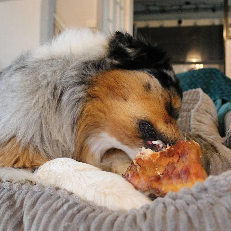 Plaque de peau boeuf – Mastication gourmande XXL pour chiens