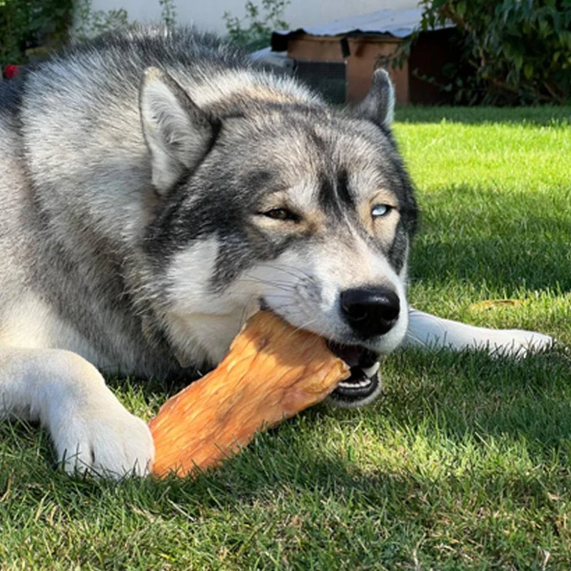 Plaque de peau boeuf – Mastication gourmande XXL pour chiens