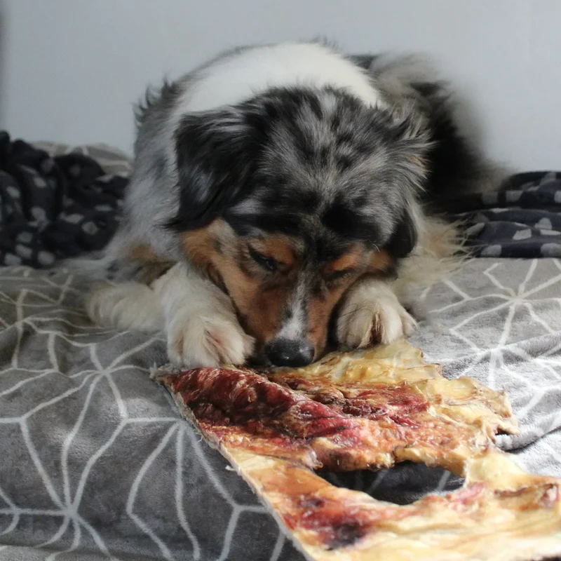 Plaque de peau boeuf – Mastication gourmande XXL pour chiens
