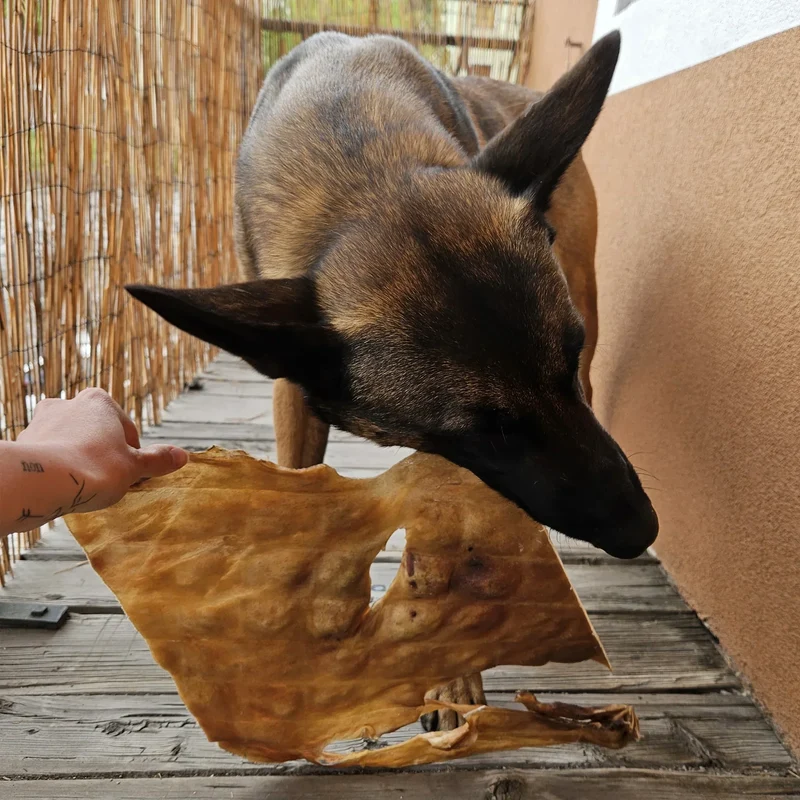 Plaque de peau boeuf – Mastication gourmande XXL pour chiens