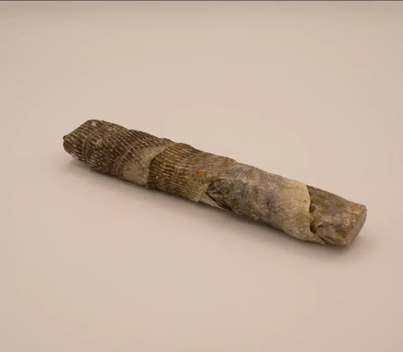 Barre de cabillaud – Mastication gourmande pour chiens – 1 pièce
