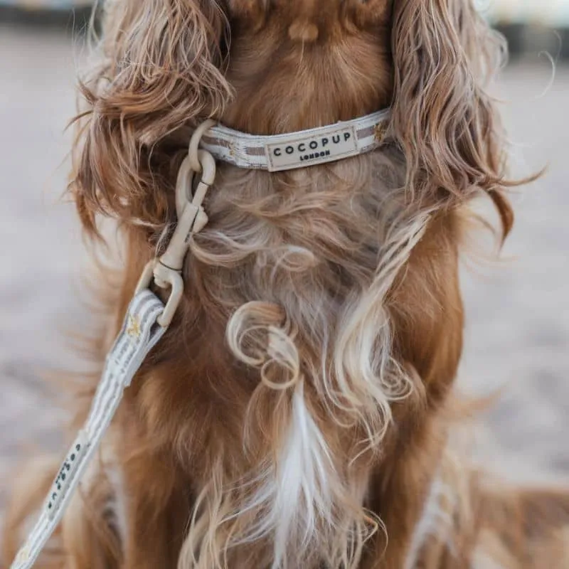 COLLIER POUR CHIEN TISSU - SANDY STARPAWS 🐚