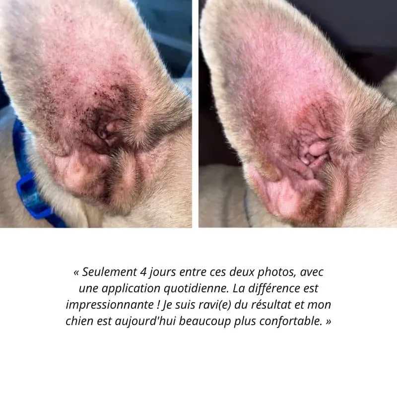 NETTOYANT POUR LES OREILLES À L'ARGENT COLLOÏDAL - POUR CHIEN