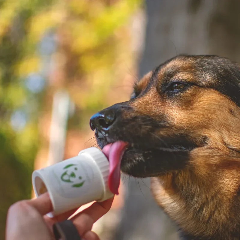 DoggyPumper – Distributeur poussoir à friandises pour chiens et chats