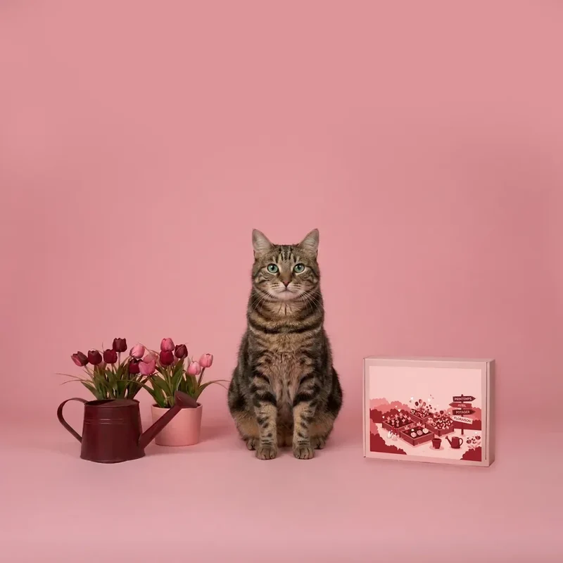 La Box Chat A PET STORE 🐱 : la surprise avec ou sans abonnement