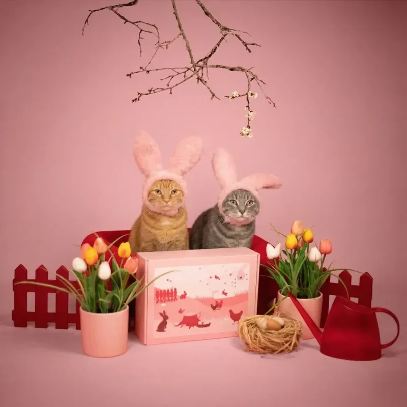 La Box Chat A PET STORE 🐱 : la surprise avec ou sans abonnement