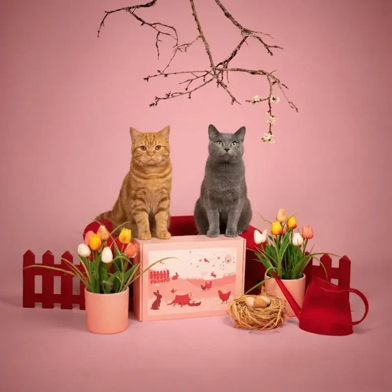 La Box Chat A PET STORE 🐱 : la surprise avec ou sans abonnement