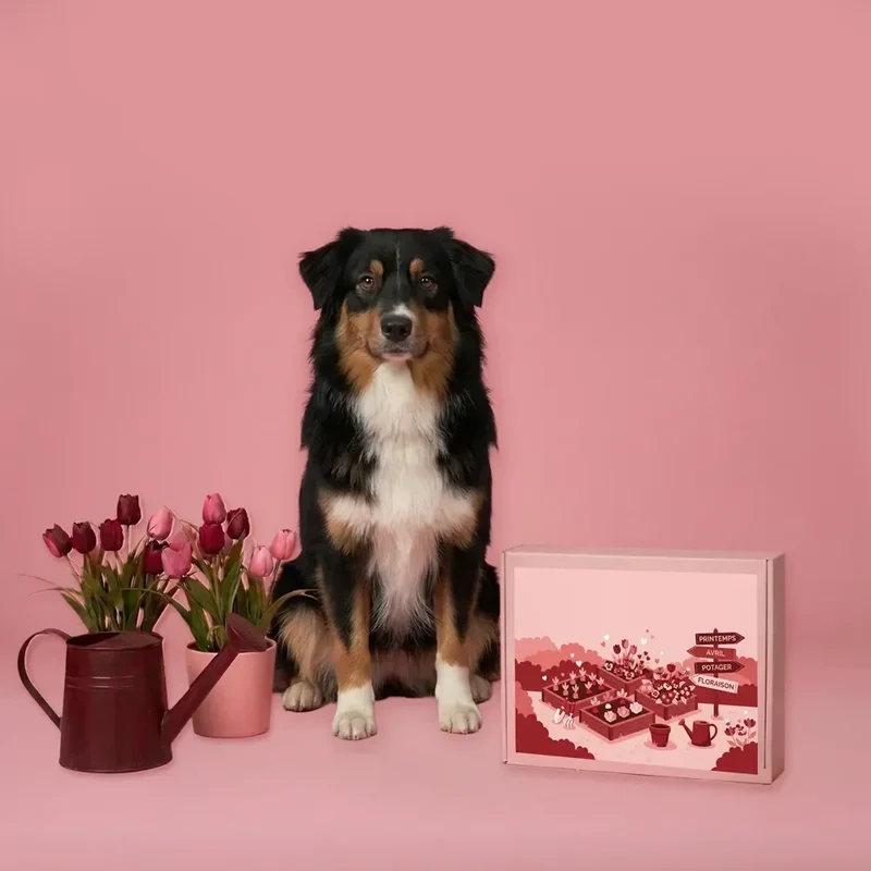 La Box Chien A PET STORE 🐶 : la surprise avec ou sans abonnement