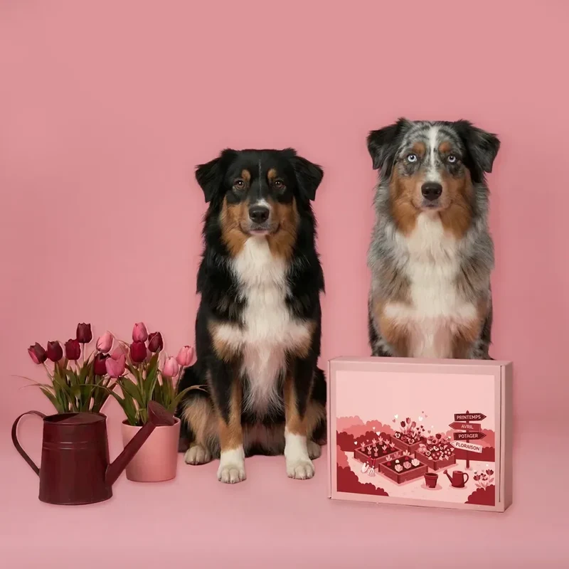 La Box Chien A PET STORE 🐶 : la surprise avec ou sans abonnement