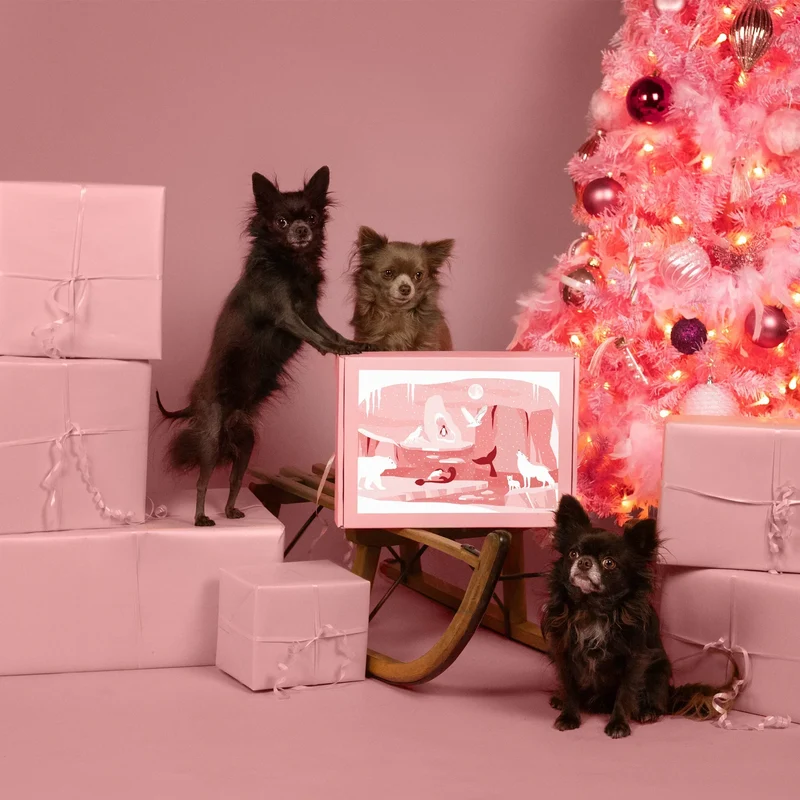 La Box Chien A PET STORE 🐶 : la surprise avec ou sans abonnement