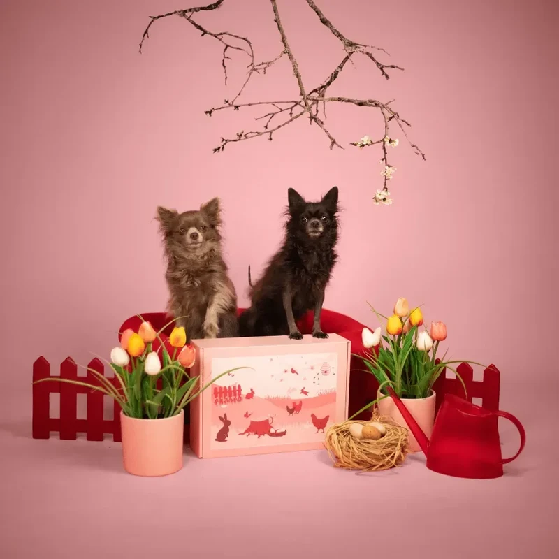La Box Chien A PET STORE 🐶 : la surprise avec ou sans abonnement