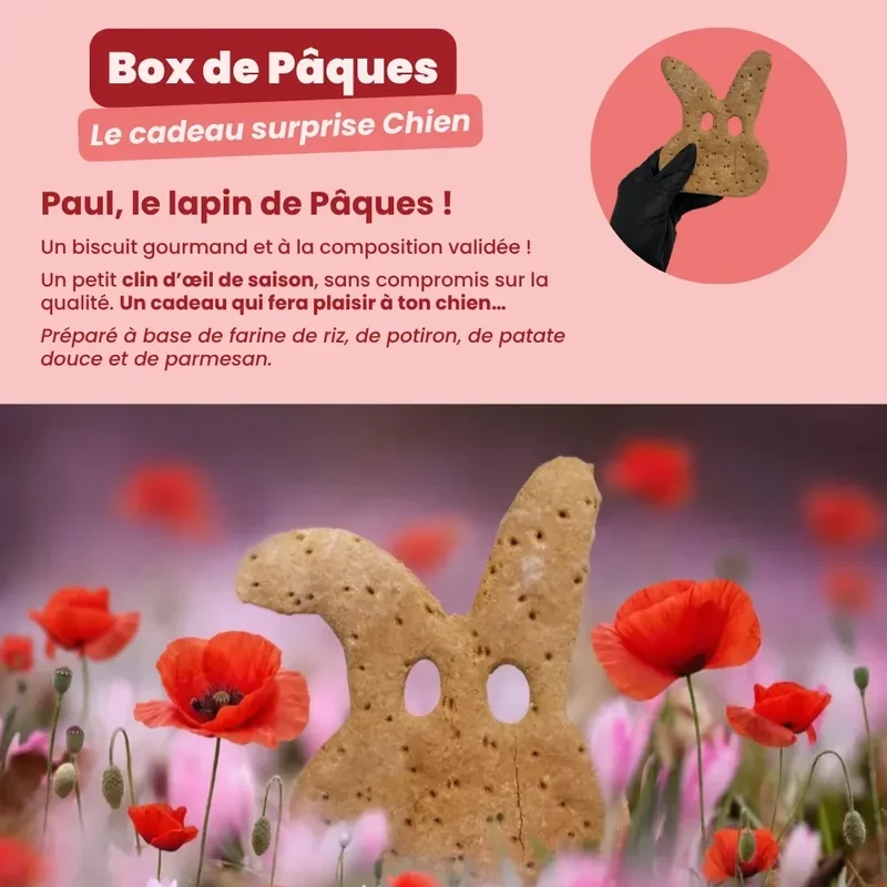 La Box Chien A PET STORE 🐶 : la surprise avec ou sans abonnement