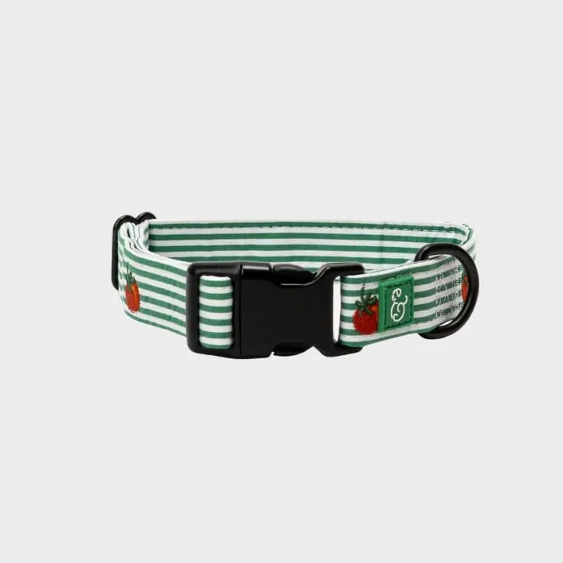 COLLIER POUR CHIEN - RAYURES VERTES & BRODERIE TOMATE 🍅