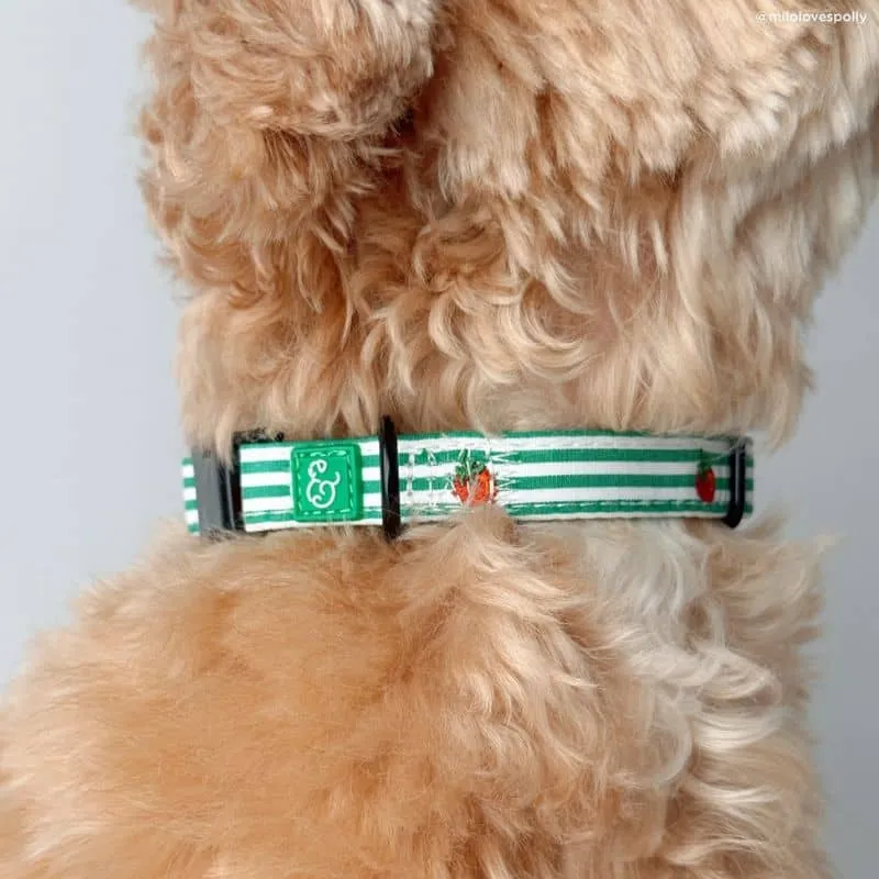 COLLIER POUR CHIEN - RAYURES VERTES & BRODERIE TOMATE 🍅
