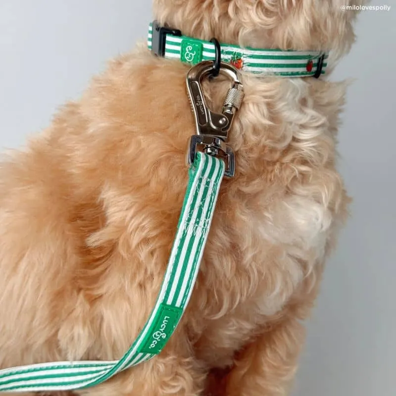 COLLIER POUR CHIEN - RAYURES VERTES & BRODERIE TOMATE 🍅
