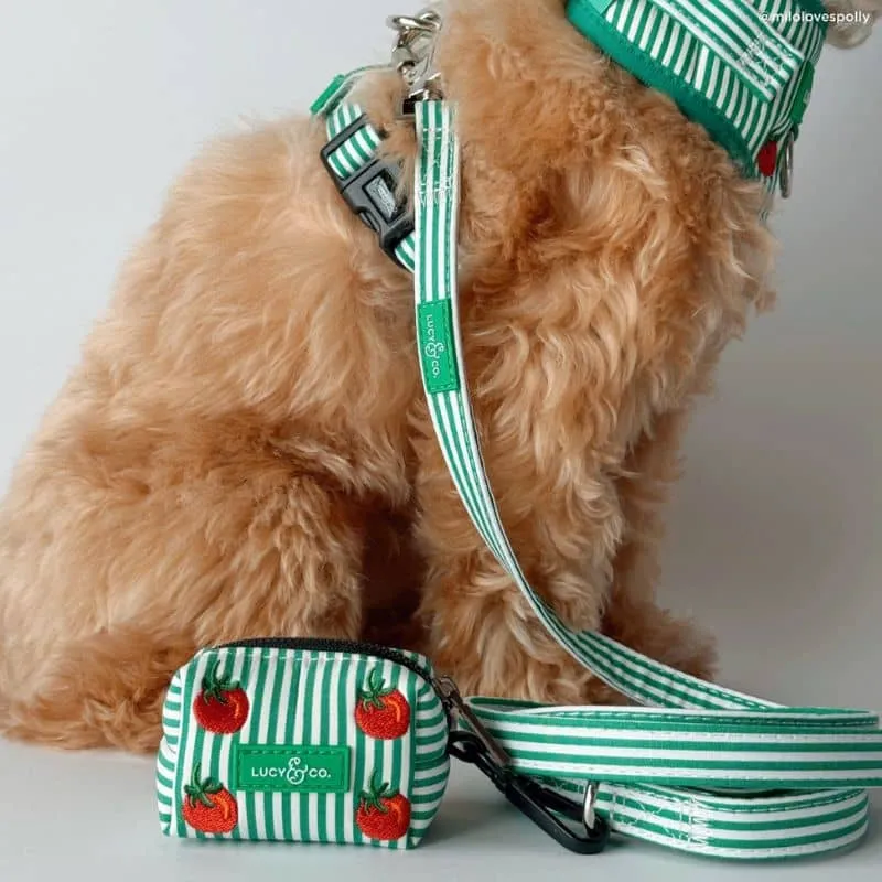 LAISSE POUR CHIEN - RAYURES VERTES & BRODERIE TOMATE 🍅