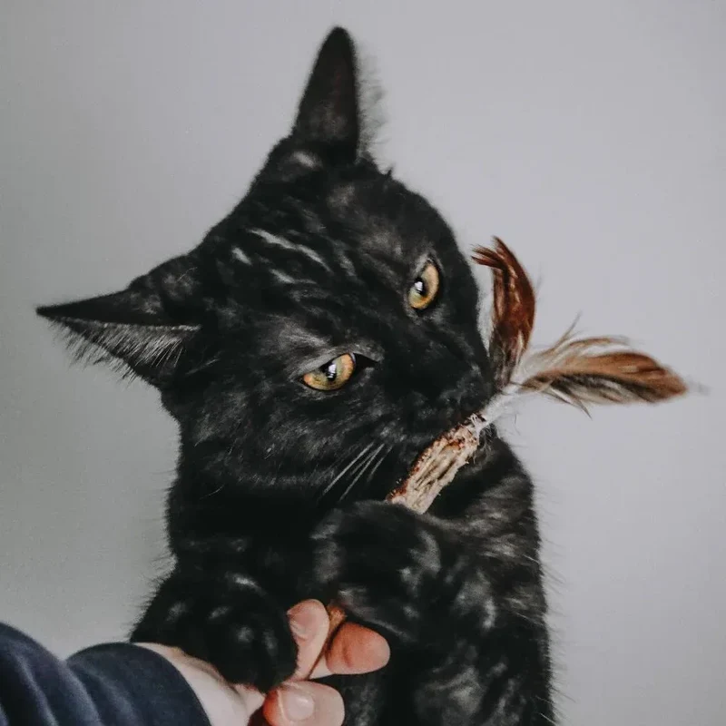 Amulette matatabi & chanvre – Jouet euphorisant pour chat