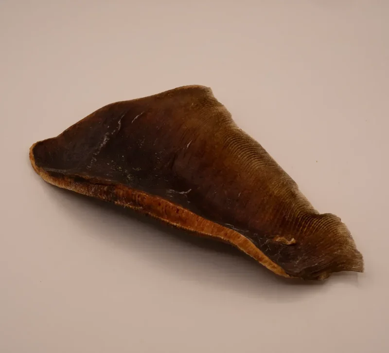 Aile de raie – Poisson entier – Mastication gourmande XXL pour chiens – 1 pièce