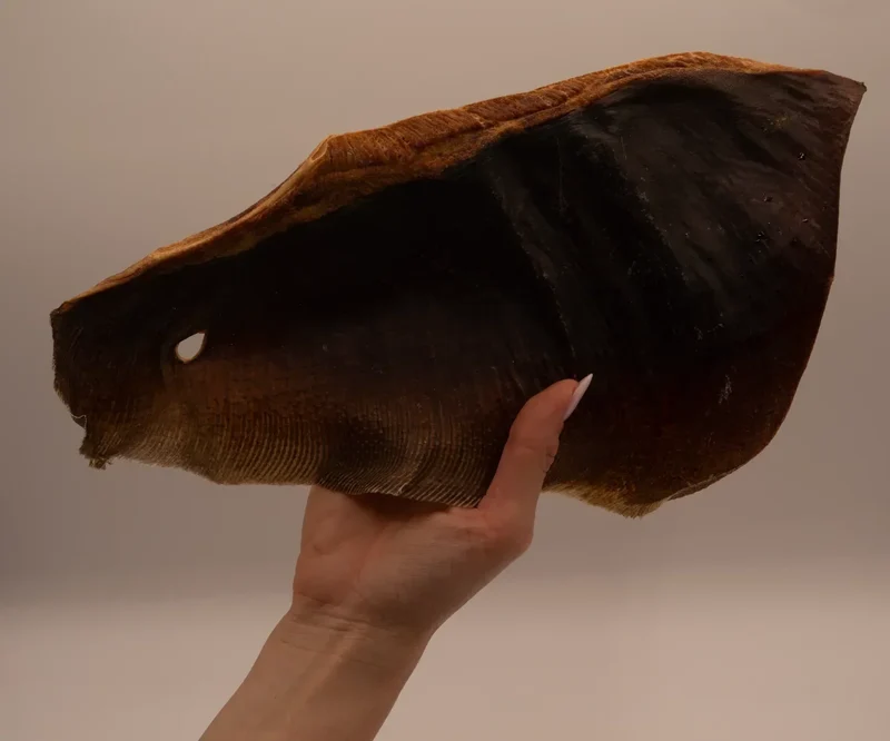 Aile de raie – Poisson entier – Mastication gourmande XXL pour chiens – 1 pièce