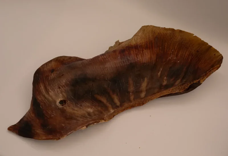 Aile de raie – Poisson entier – Mastication gourmande XXL pour chiens – 1 pièce