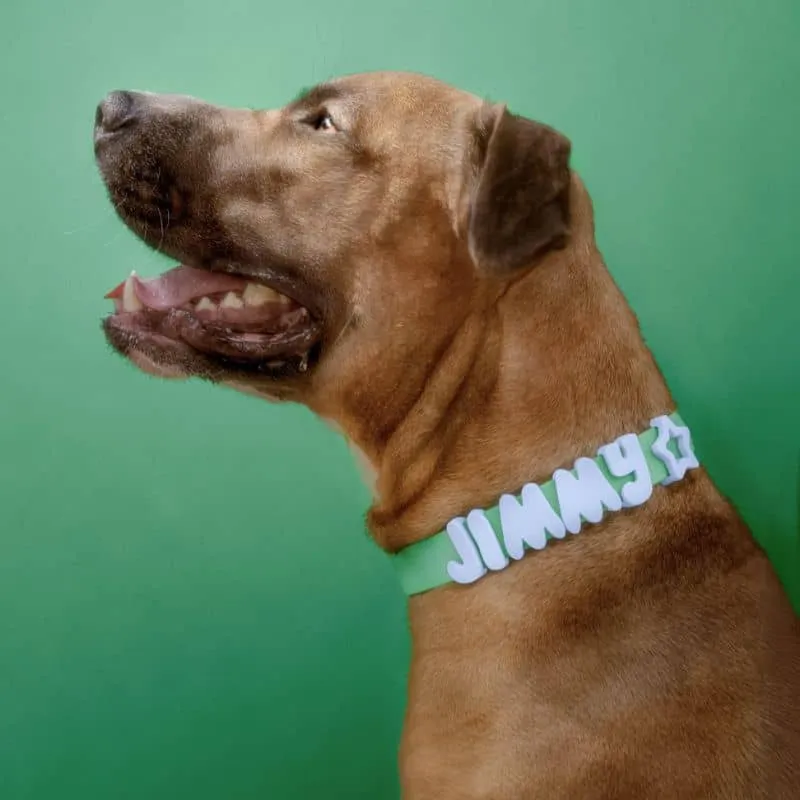 COLLIER POUR CHIEN WATERPROOF - BICOLORE BLEU / VERT (PERSONNALISABLE AVEC DES CHARMS)
