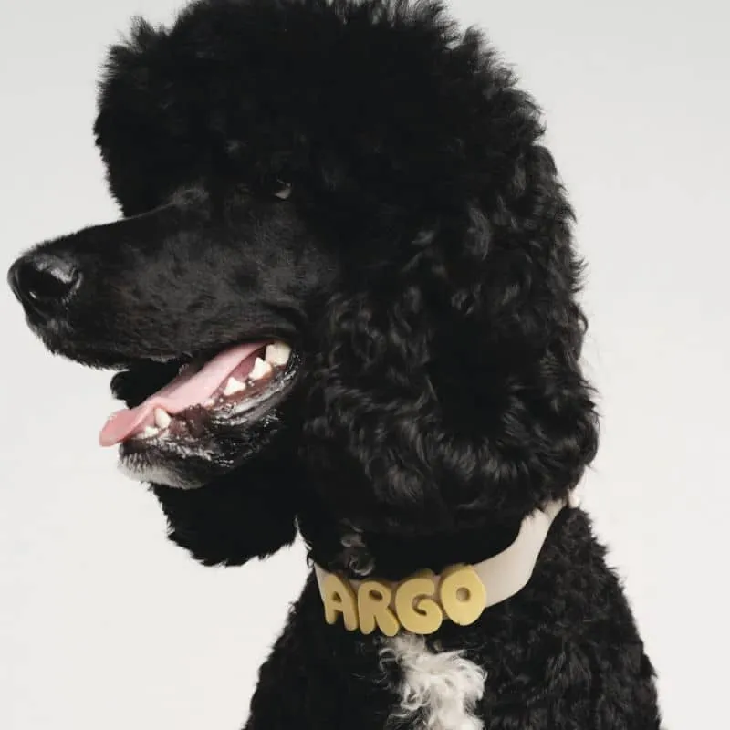 COLLIER POUR CHIEN WATERPROOF - AVOINE (PERSONNALISABLE AVEC DES CHARMS)