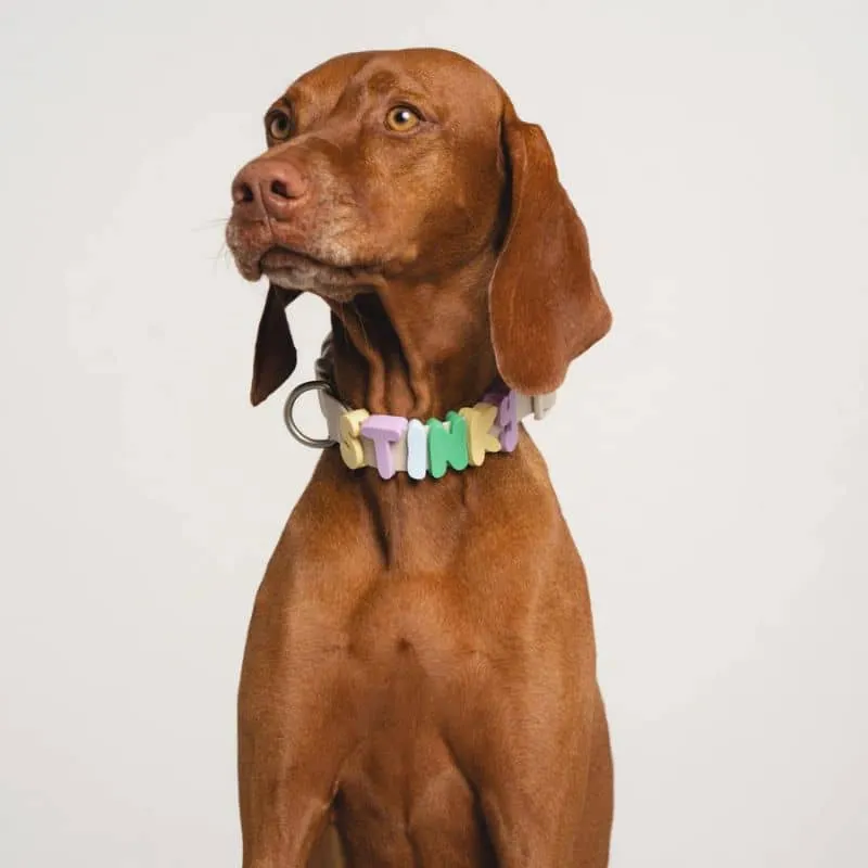 CHARMS SILICONE POUR PERSONNALISER ACCESSOIRE CHIEN - ALPHABET LILAS & JAUNE
