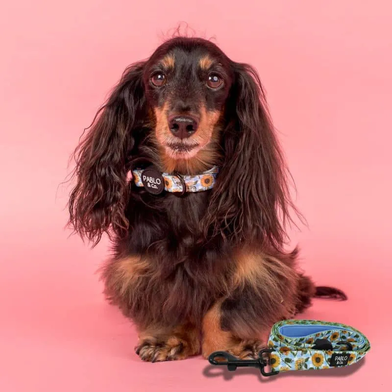LAISSE POUR CHIEN TISSU - VICHY TOURNESOL "SUNNY SUNFLOWERS"