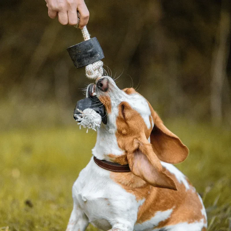 Corne de buffle sur corde – Jouet à mâcher pour chiens