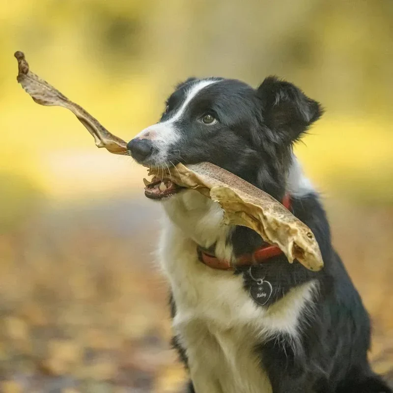 Roussette – Mastication gourmande XXL pour chien