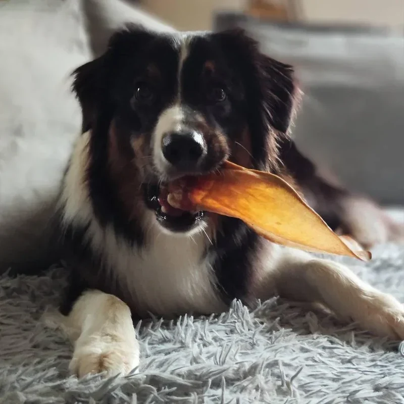 Oreilles de boeuf – Mastication gourmande pour chiens