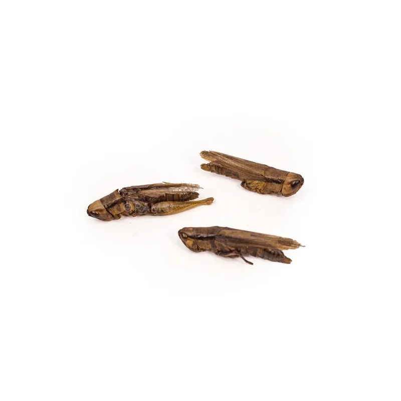 Criquets – Friandises naturelle pour chiens