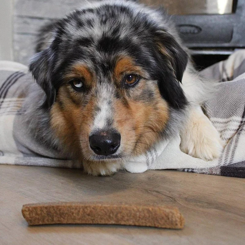 Barres de viande pour chiens – Gourmandise à mastiquer – 5 pièces