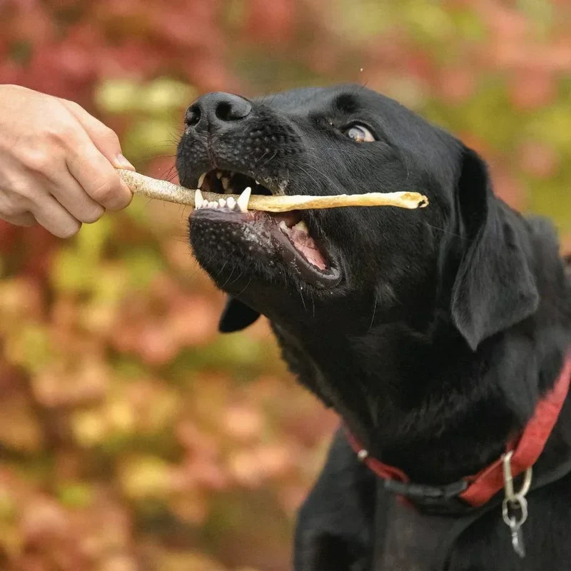 Sticks de sébaste orangé – Friandises à mâcher pour chien