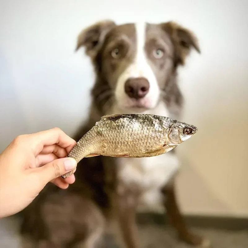 Gardon – Gourmandise naturelle pour chiens