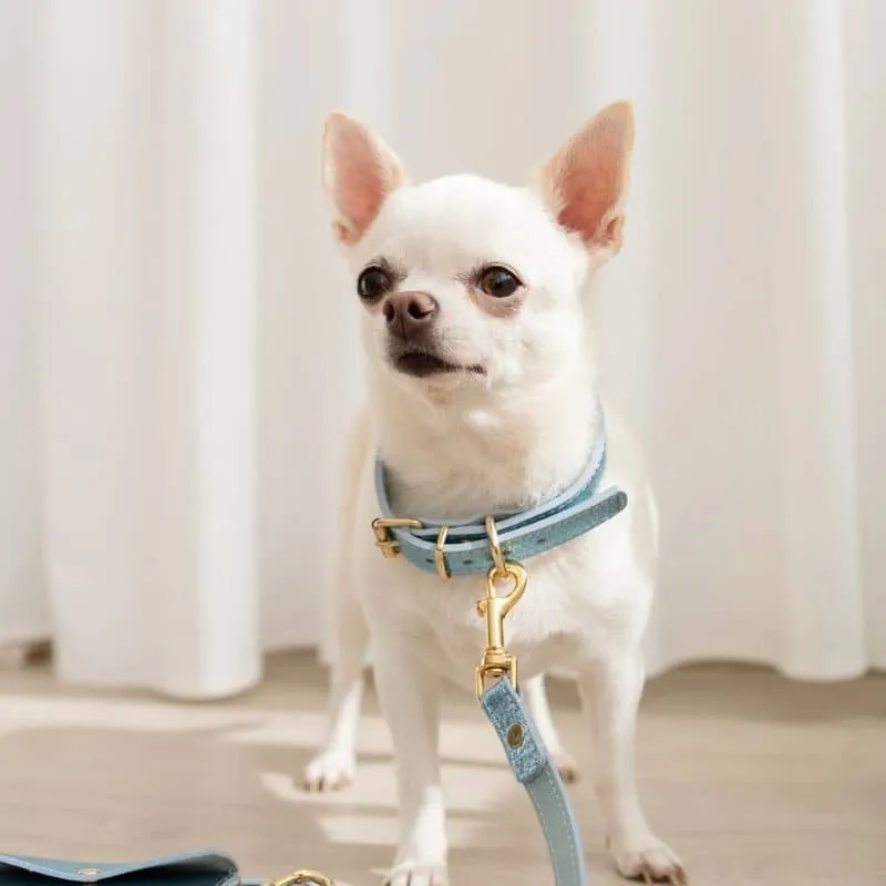 COLLIER EN CUIR POUR CHIEN - MÉTAL BLEU CIEL