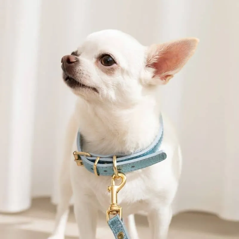 COLLIER EN CUIR POUR CHIEN - MÉTAL BLEU CIEL