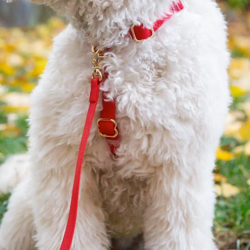 LAISSE POUR CHIEN WATERPROOF - ROUGE CERISE