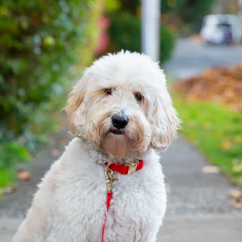 COLLIER POUR CHIEN WATERPROOF - ROUGE CERISE