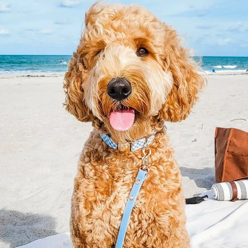COLLIER POUR CHIEN WATERPROOF - VICHY BLEU