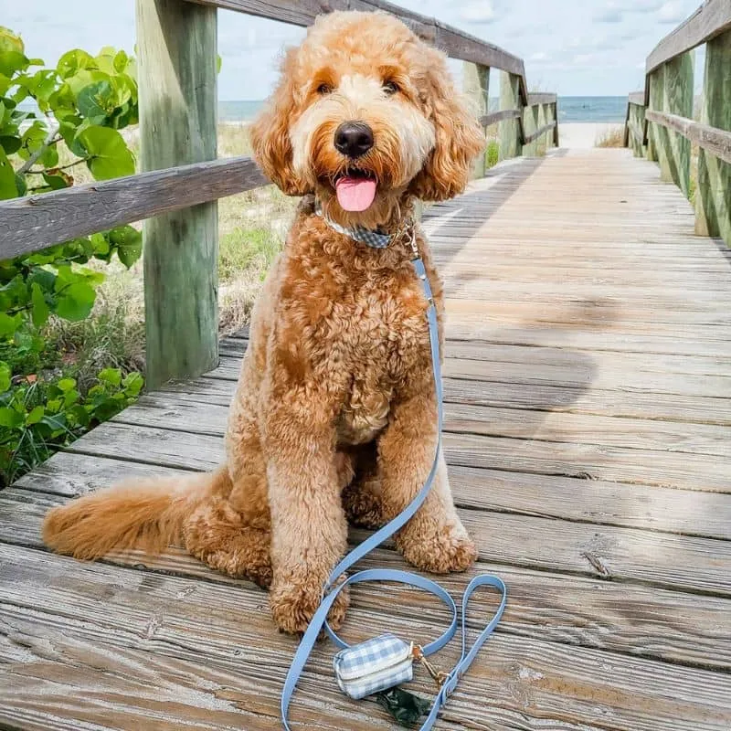 COLLIER POUR CHIEN WATERPROOF - VICHY BLEU